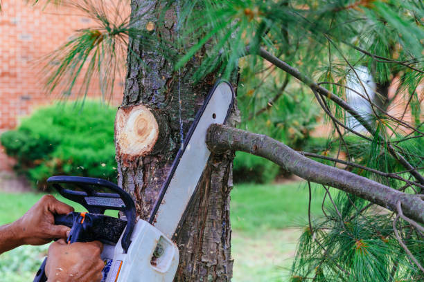 How Our Tree Care Process Works  in  Rio Rancho, NM